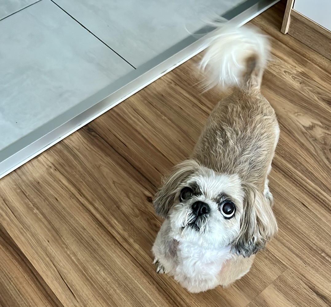 Mały pies rasy shih tzu, nasz pacjent